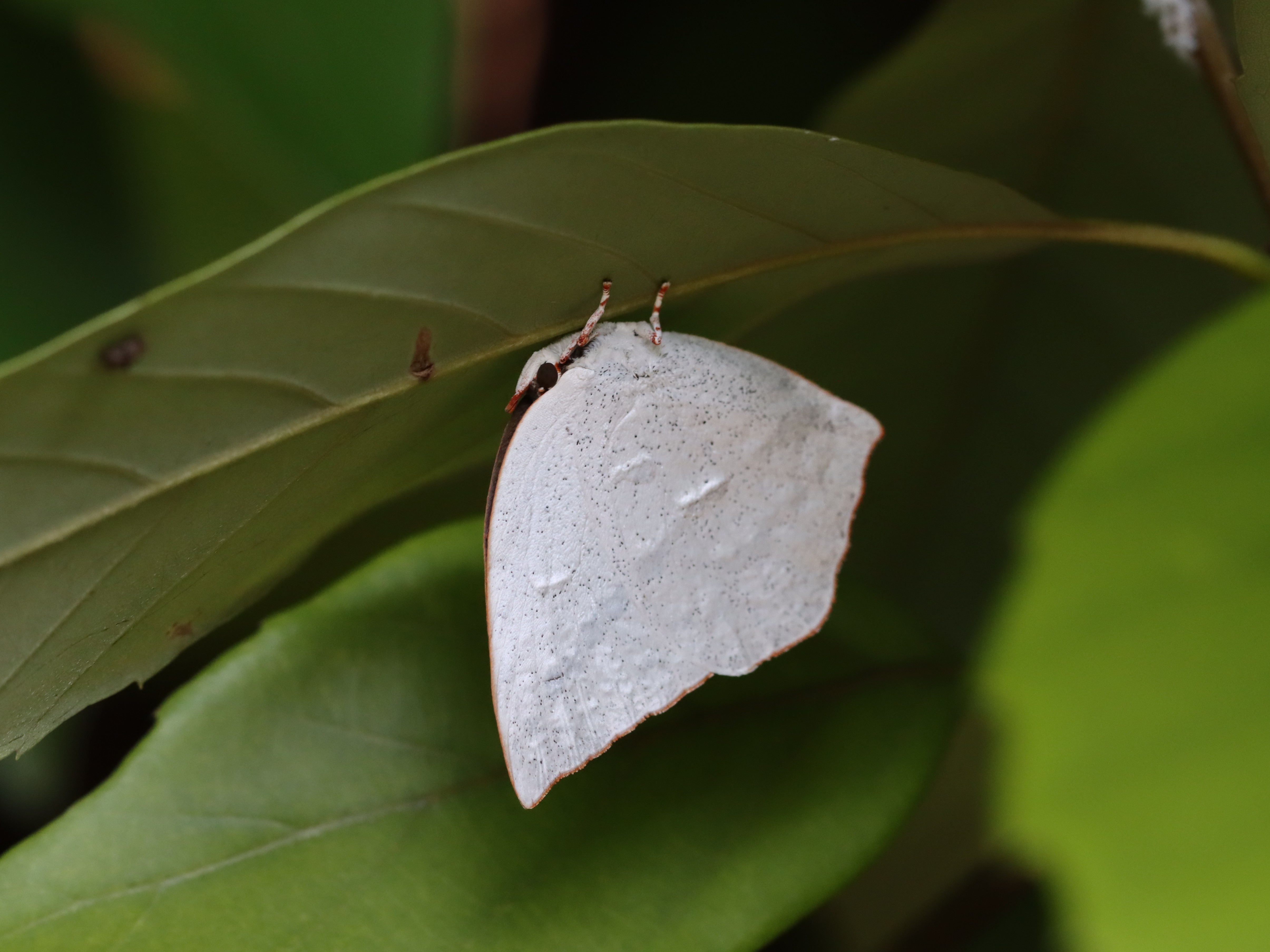 ウラギンシジミ